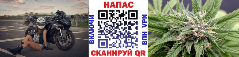 Купить где  Суворов  Шишки марихуана сатива 